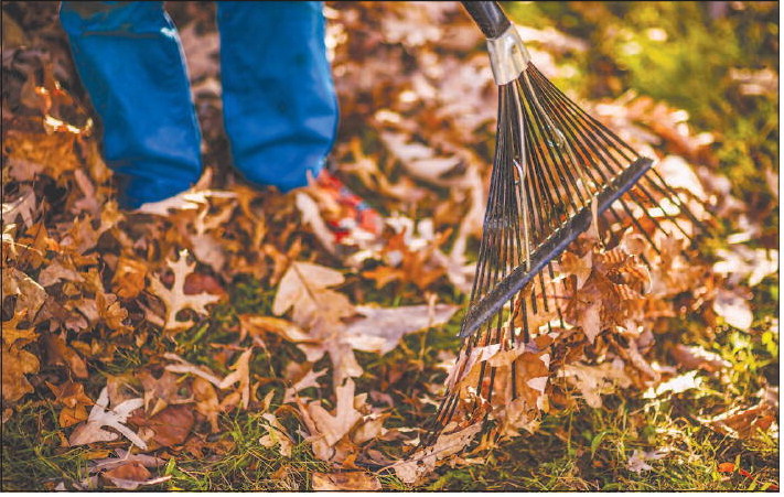 Safe and effective ways to clean up leaves