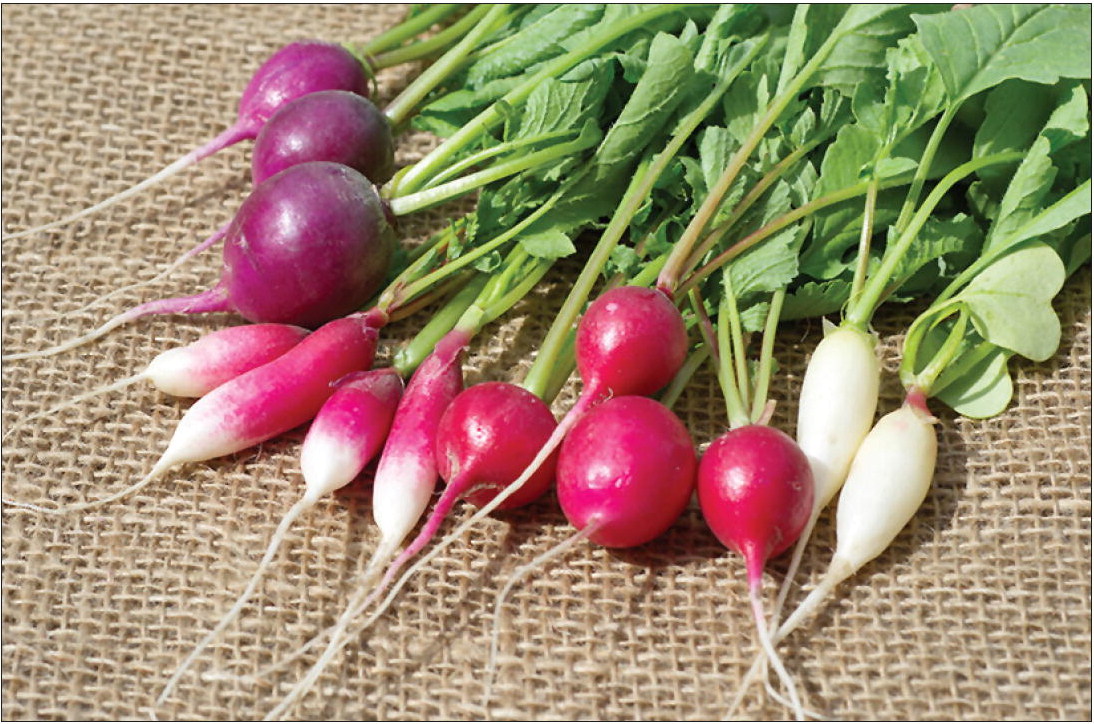The Radish Remedy