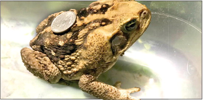 Be on the Lookout for  Invasive Toxic Toad