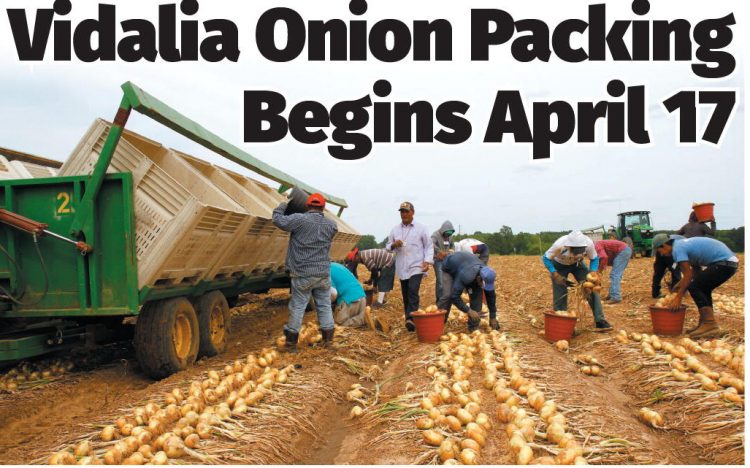 Vidalia Onion Packing  Begins April 17