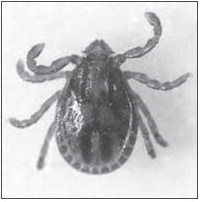 The Asian Longhorned Tick