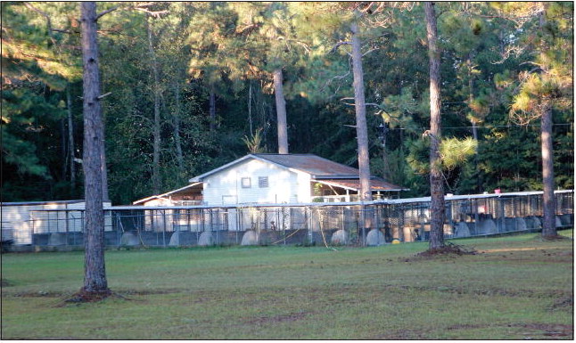Vidalia Battles Stray Dog Issue Vidalia Battles Stray Dog Issue