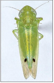 MoCo Extension Warns of  New Harmful Leafhopper