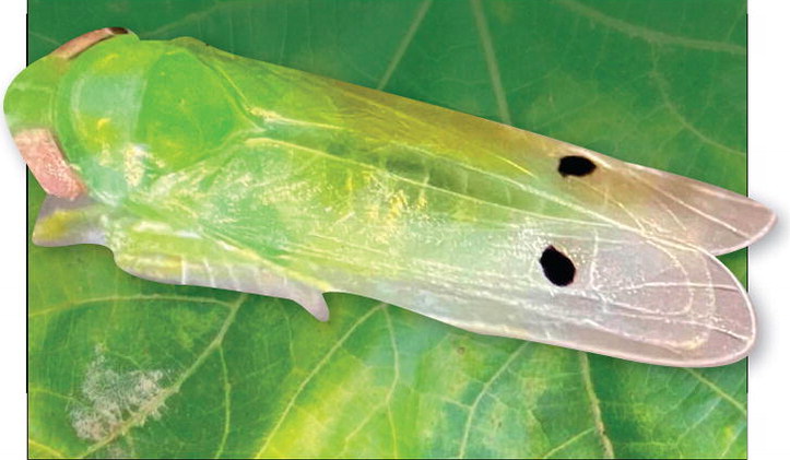 Cotton Jassid Spreads  Throughout Southeast