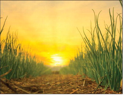 Vidalia Onion  Pack Date Set