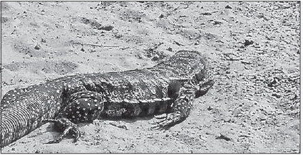 Have You Seen A Tegu?