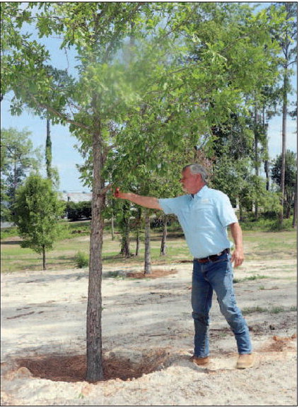 Partin Park Continues to Replant & Rebuild