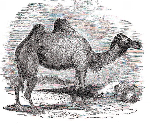 Camels have a unique place in American history