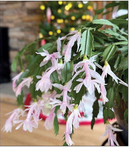 The Christmas Cactus That Wasn’t