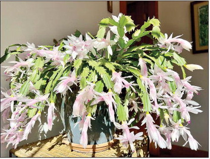 The Christmas Cactus That Wasn’t